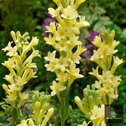 Tuberose Super Gold