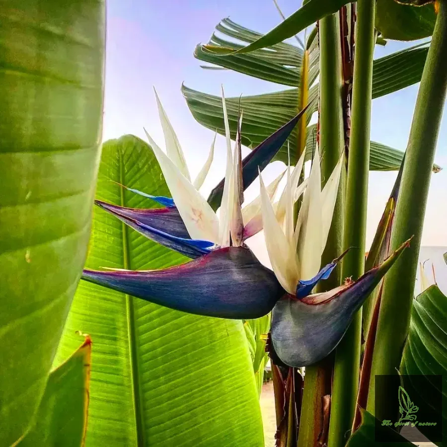 Bird of Paradise