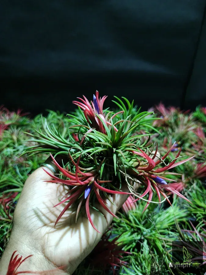 Tillandsia Fuego Clump(6-7 plants)