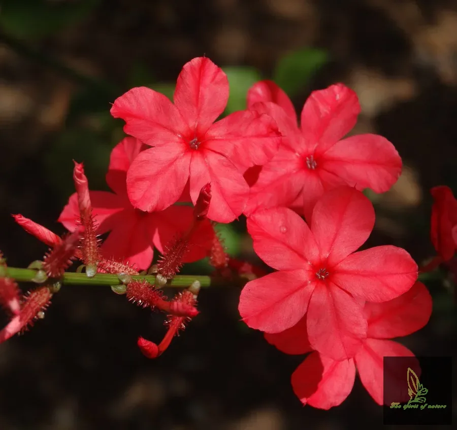 Red Plumbago