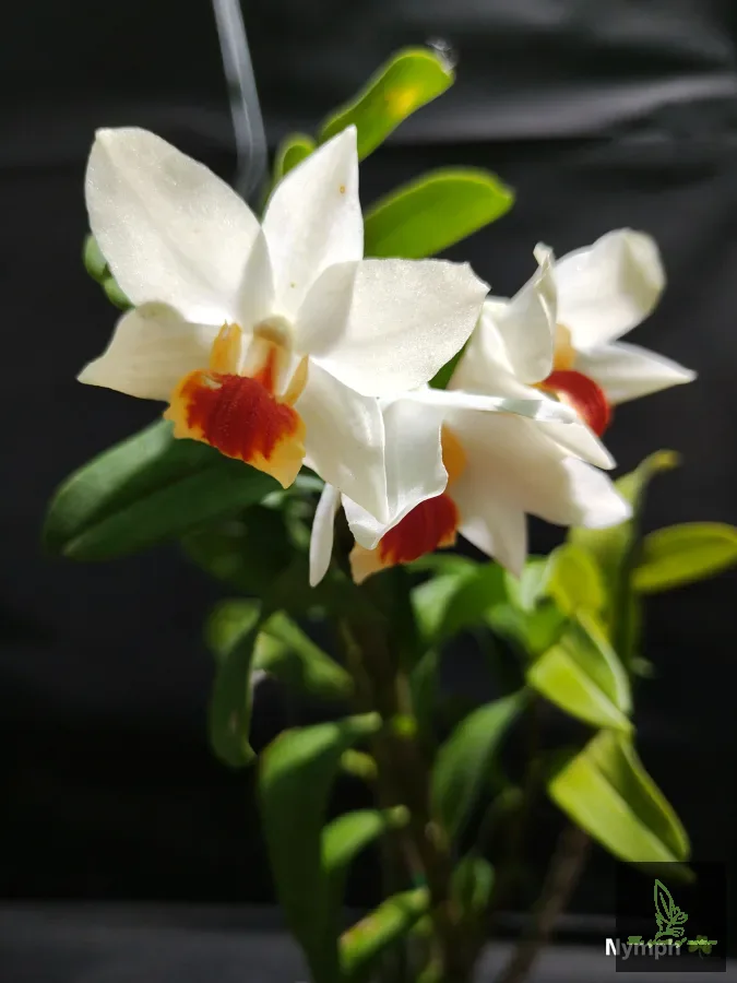 Den. Dawn Maree* Formosum