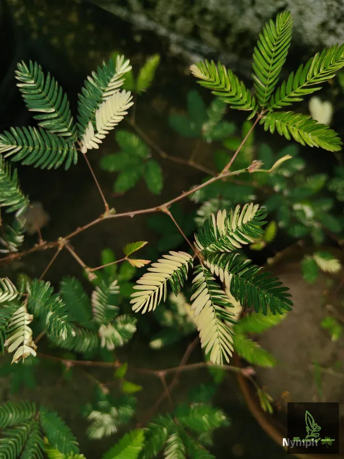 Mimosa Pudica Variegated
