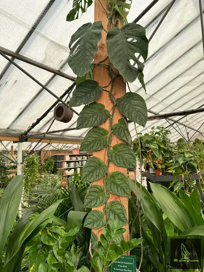 Monstera Dubia