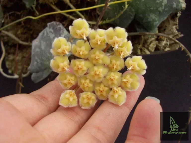 Hoya imbricata (3″ pot)