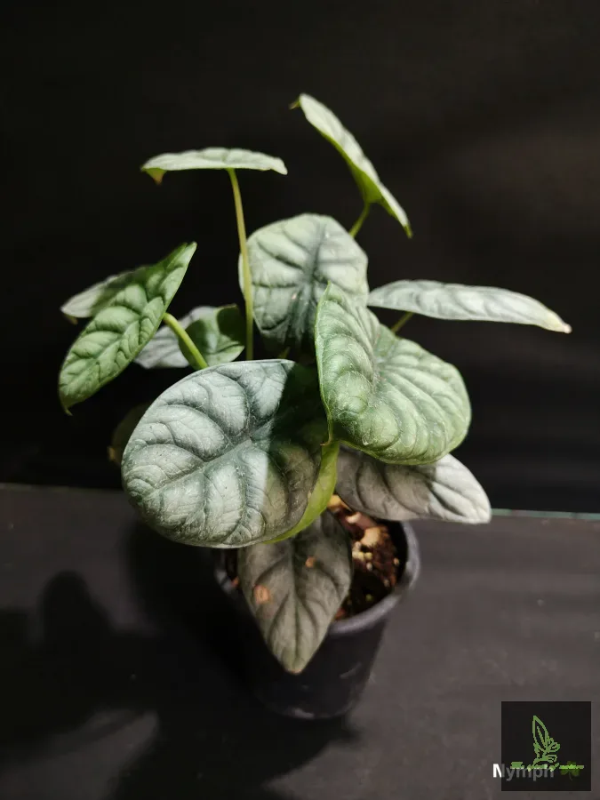Alocasia Dragon Scale