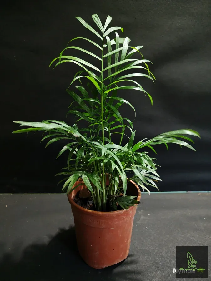 Table Areca