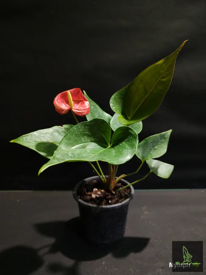 Red anthurium