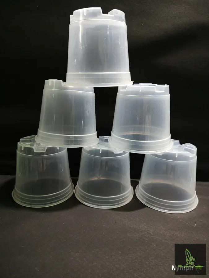 6 inch transparent Pot