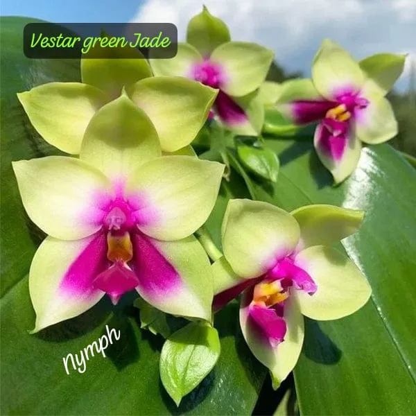 Novelty Vestar Green Jade