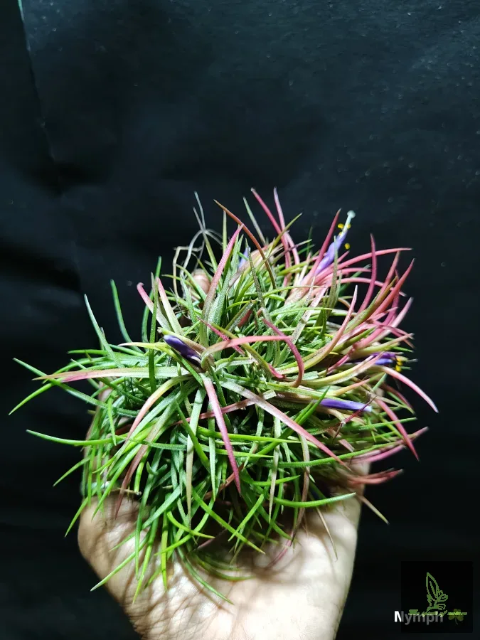 Tillandsia Ionantha CURLY