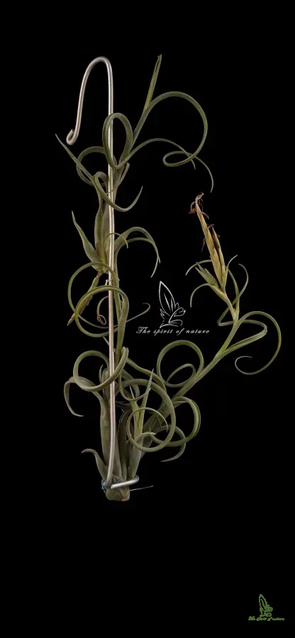 Tillandsia intermedia