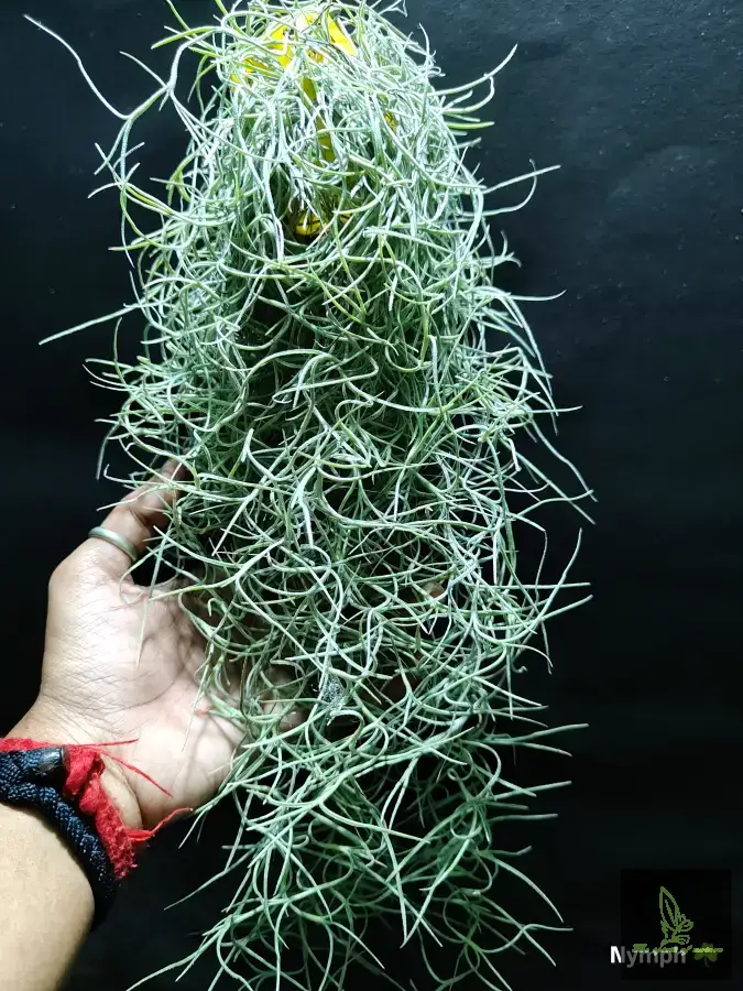 Tillandsia Spanish moss