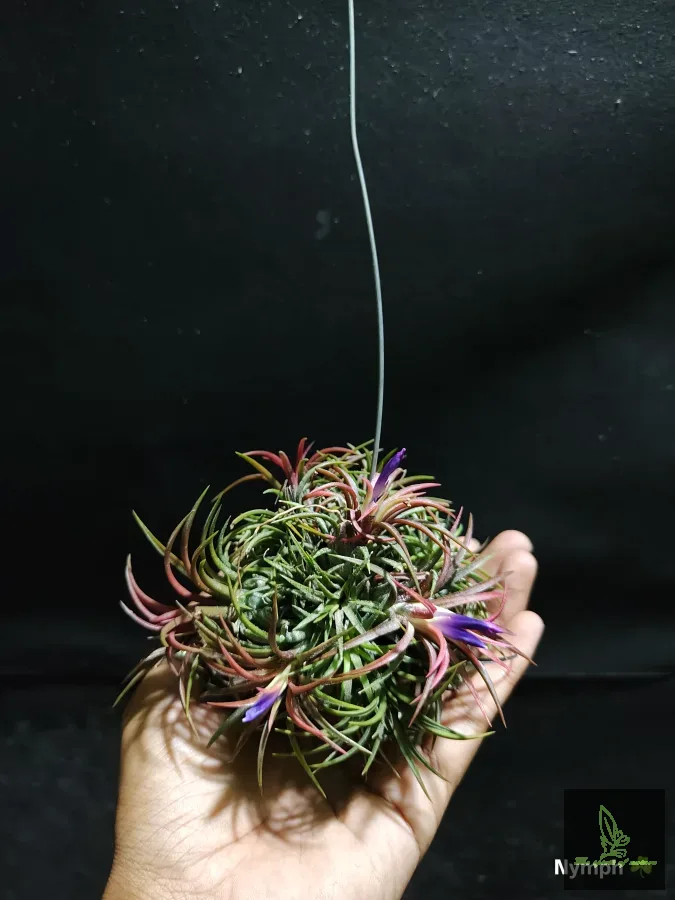 Tillandsia fuego ball