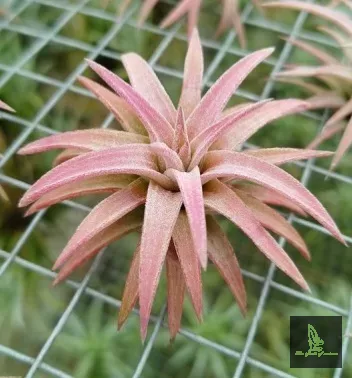 Tillandsia Vanhyningii red dragoon