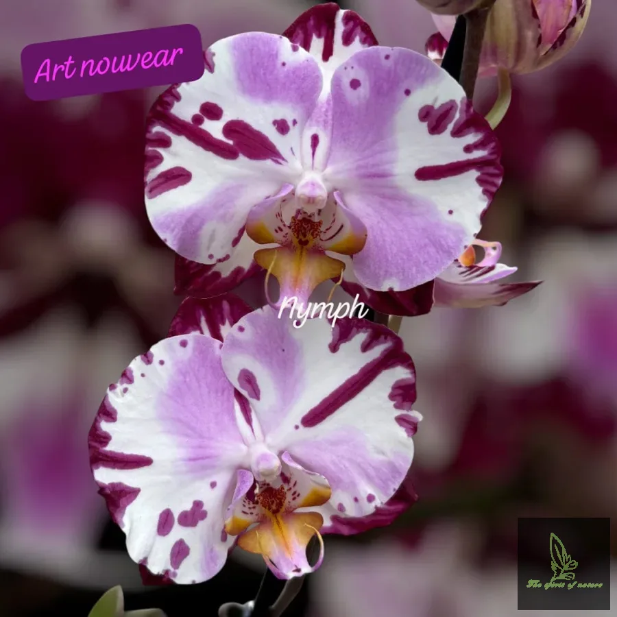 Phalaenopsis Art Nouveau