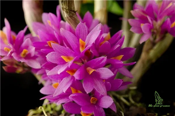 dendrobium hibiki