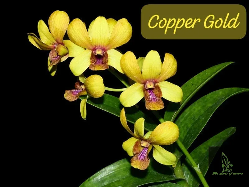 Dendrobium Copper Gold