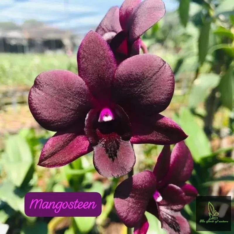 Mangosteen