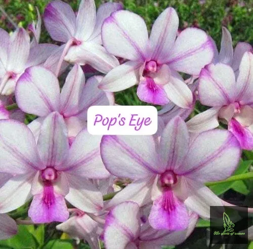 Dendrobium POP's EYE