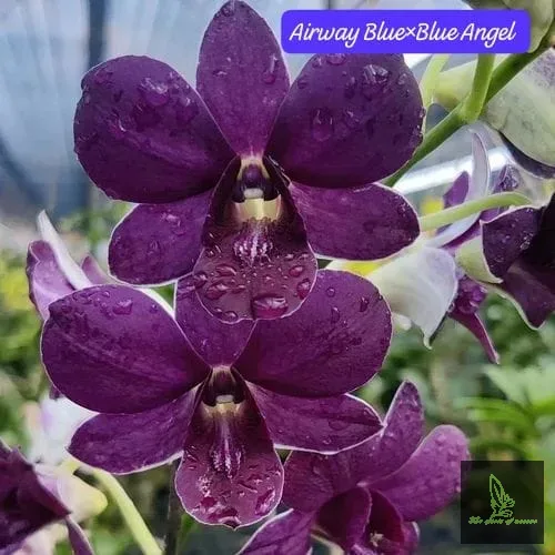 Dendrobium Airway Way*Blue Angel