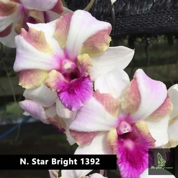 Dendrobium King Star Bright
