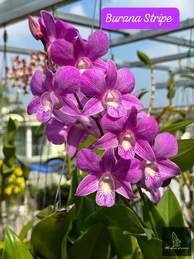 Dendrobium Burana Stripe