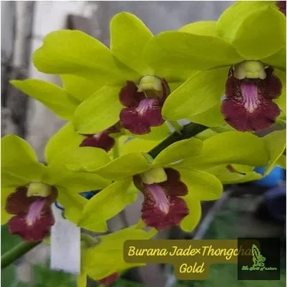 Dendrobium Burana Jade * Thongchai Gold