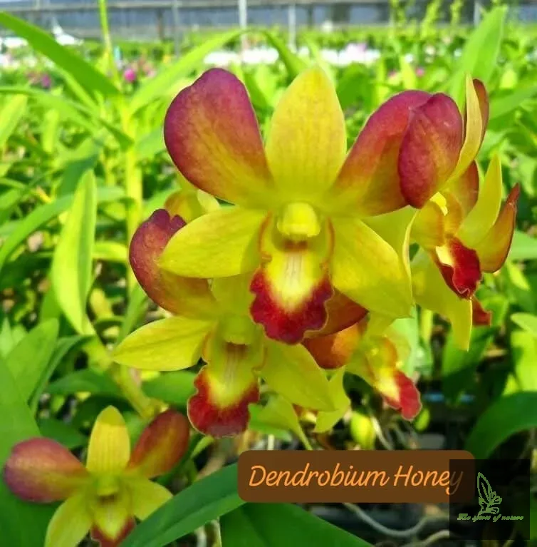 Dendrobium Honey