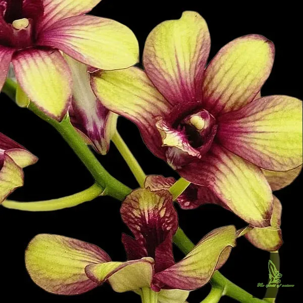Dendrobium Pramote