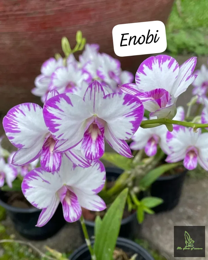 Dendrobium Enobi Splash