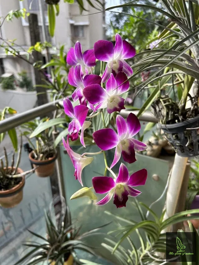 Dendrobium Sonia Purple