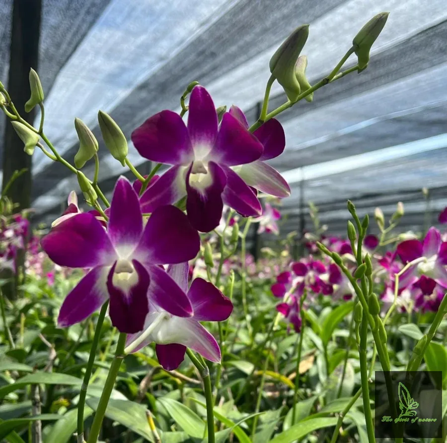 ORCHID ESSENTIALS STARTER KIT