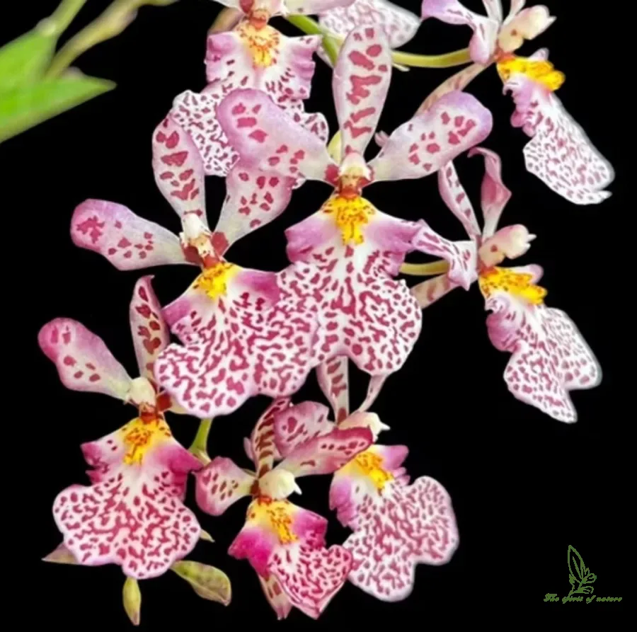 Tolumnia Jairak VENUS