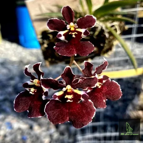 Tolumnia Jairak RED VELVET