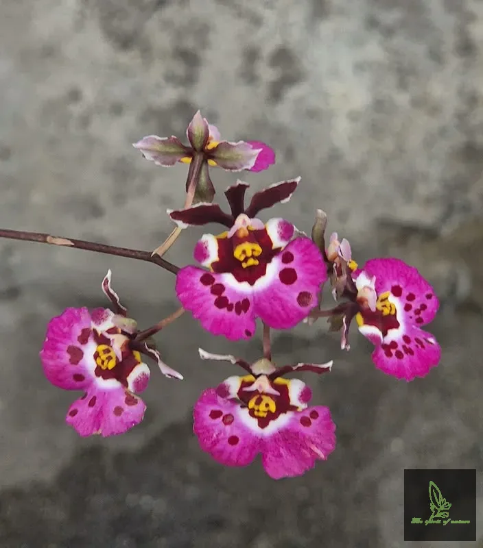 Tolumnia Jairak Pink Butterfly