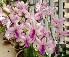 Dendrobium POP'S EYE