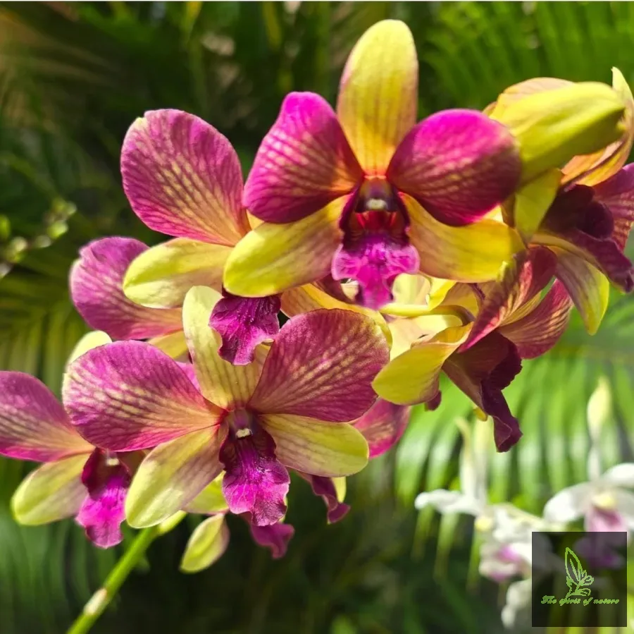 Dendrobium King of Monkey