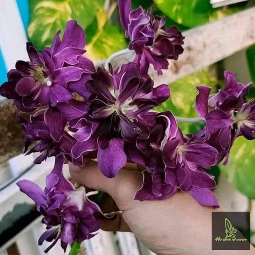 DENDROBUM BETTY ROSE PURPLE