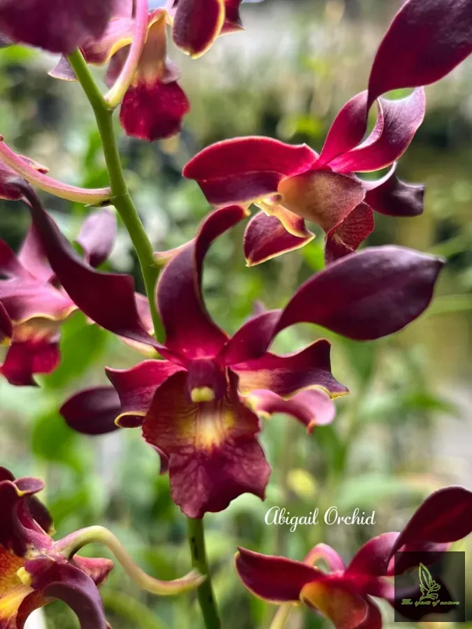 Dendrobium Hermes