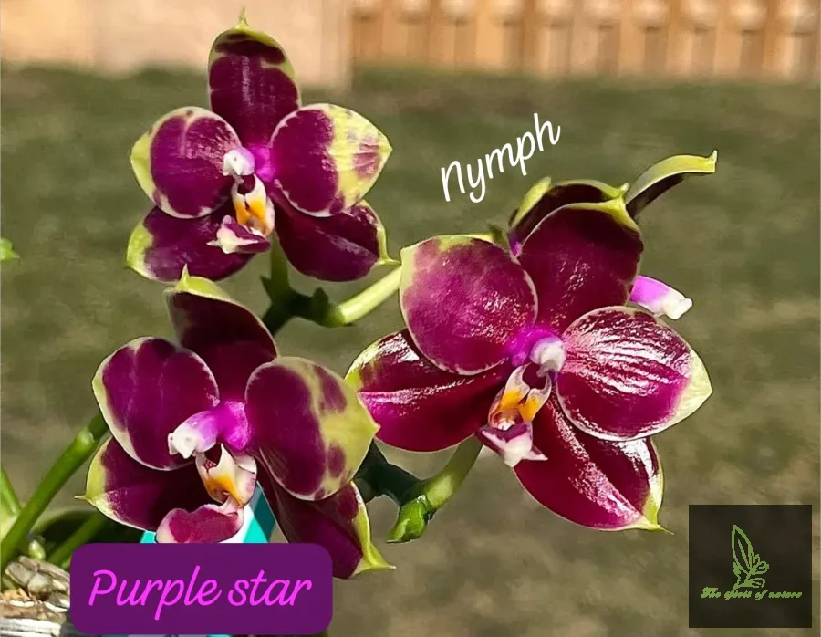 Vestar Purple Star