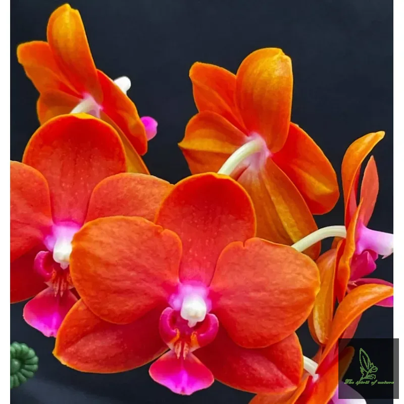 Phalanopsis. Little Orange