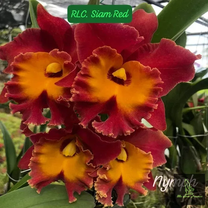 Cattleya Siam Red