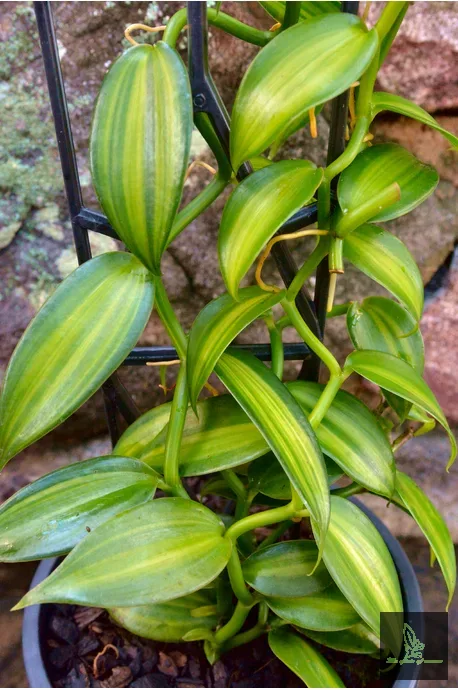 Vanilla Planifolia Varigata