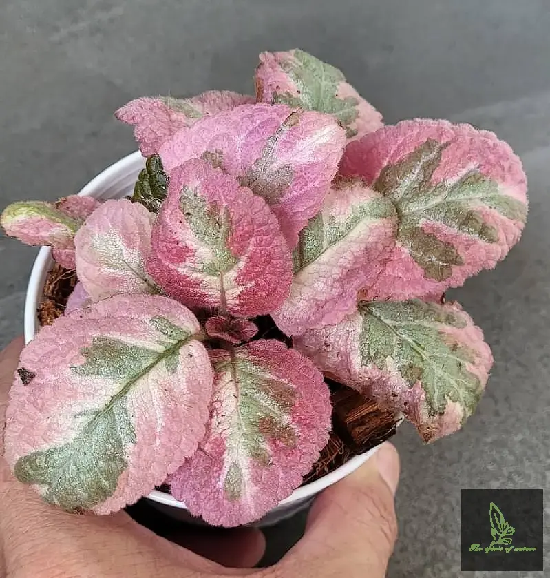 Episcia Cleopatra