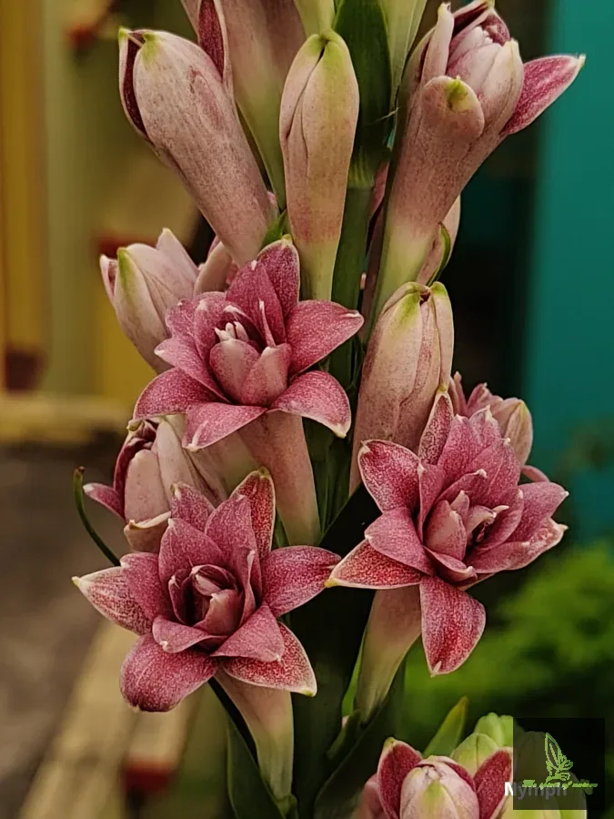 Tuberose LOVE