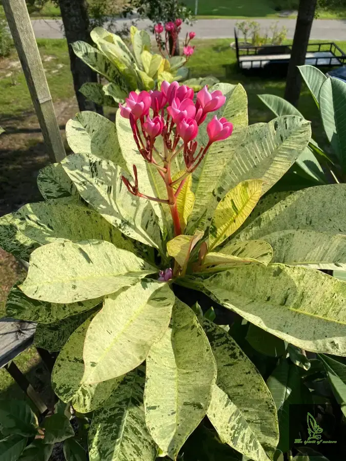 Plumeria Maya