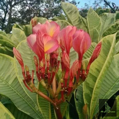 Plumeria Anyamani