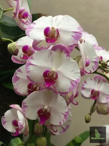 Phalanopsis Splash