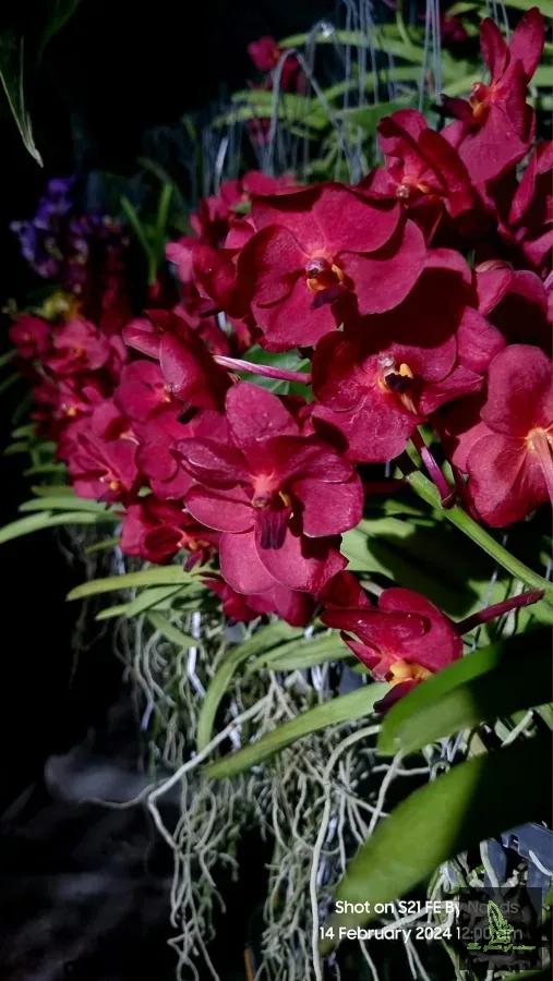 Vanda Dr.Anek*Willas