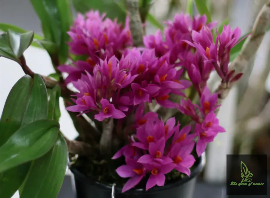 Dendrobium Hibiki